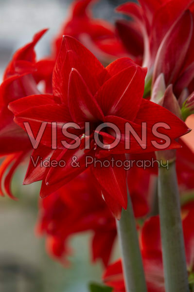 Hippeastrum Double Delicious Hippeastrum Double Delicious