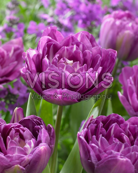 Tulipa Blue Spectacle Tulipa Blue Spectacle