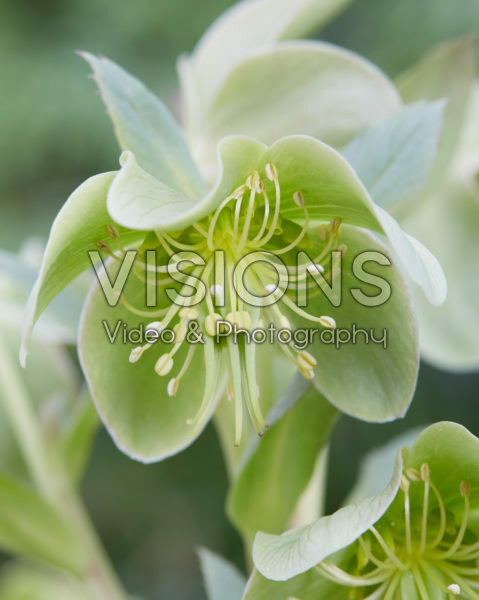Helleborus Silver Lace Helleborus Silver Lace