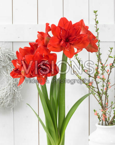 Hippeastrum Red Glory Hippeastrum Red Glory
