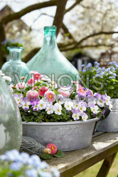 Bellis perennis, Viola Bellis perennis, Viola