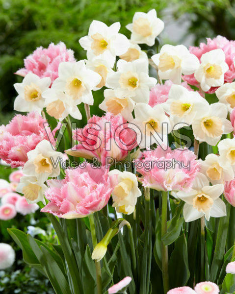 Narcissus Sweet Smiles, Tulipa Crispion Sweet Narcissus Sweet Smiles, Tulipa Crispion Sweet