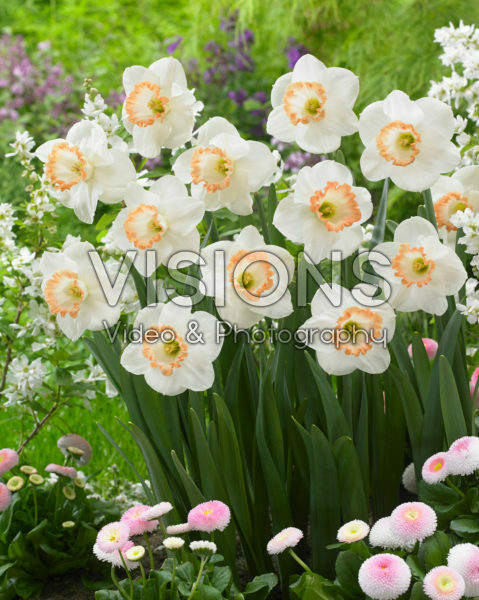 Narcissus Spring Pride Narcissus Spring Pride