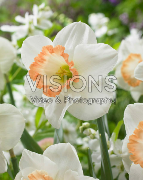 Narcissus Spring Pride Narcissus Spring Pride