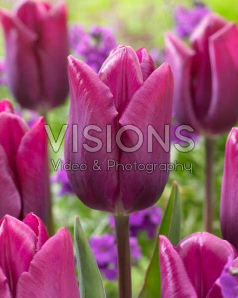 Tulipa High Five Tulipa High Five