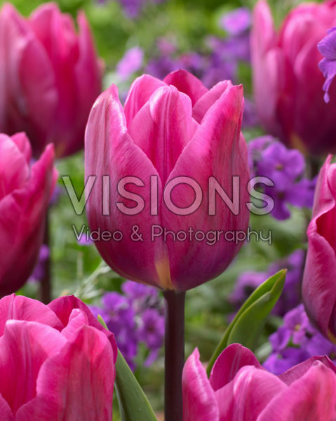 Tulipa Anna Paulowna Tulipa Anna Paulowna