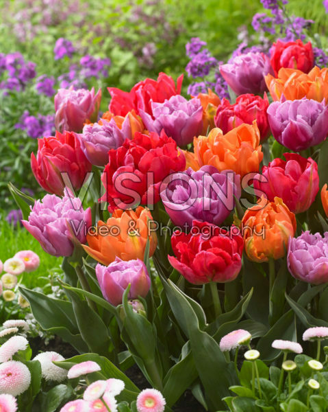 Tulipa double mixed Tulipa double mixed