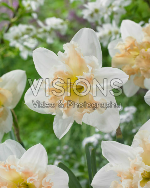 Narcissus Palmares Narcissus Palmares