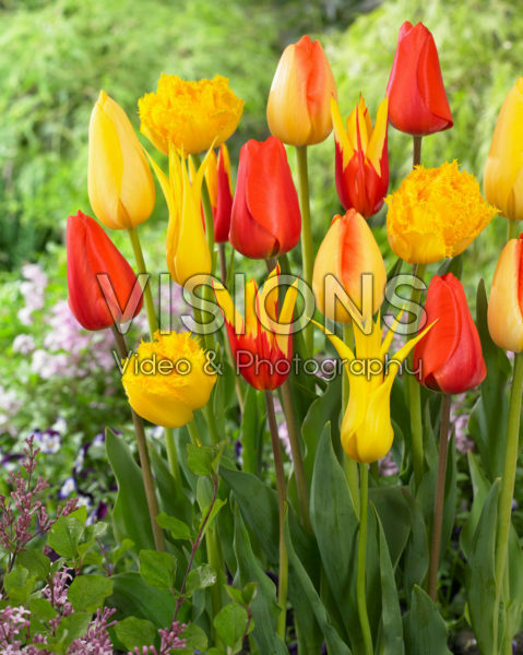 Tulipa mix Tulipa mix