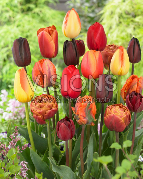 Tulipa mix Tulipa mix
