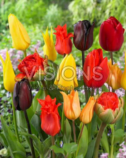 Tulipa mix Tulipa mix