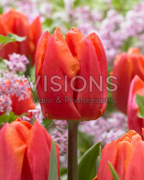 Tulipa Astronaut Andre Kuipers Tulipa Astronaut Andre Kuipers