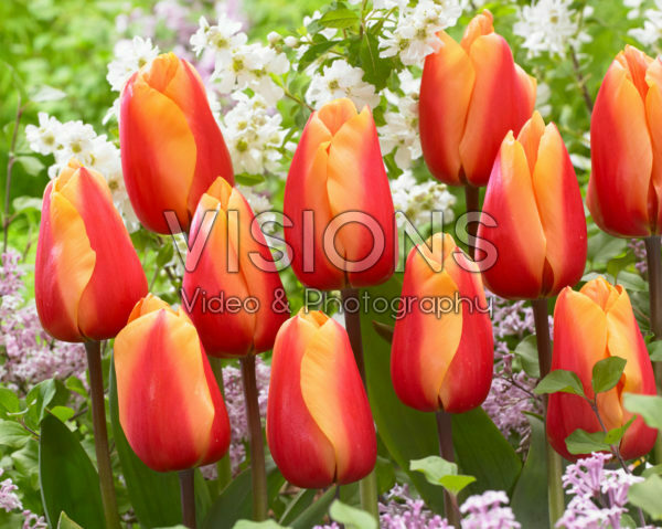 Tulipa Salmon Lalibela Tulipa Salmon Lalibela