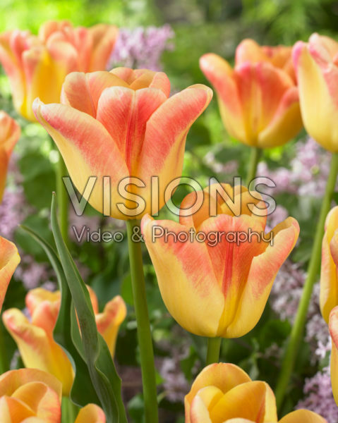Tulipa Switch Tulipa Switch