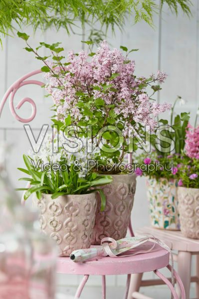 Spring flowers on pot Spring flowers on pot