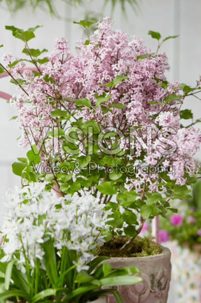 Spring flowers on pot Spring flowers on pot