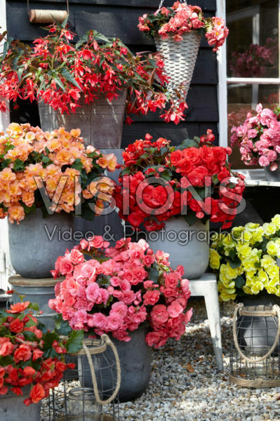 Begonia collection Begonia collection