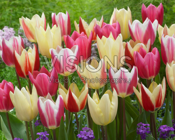Tulipa Surprise mix Tulipa Surprise mix