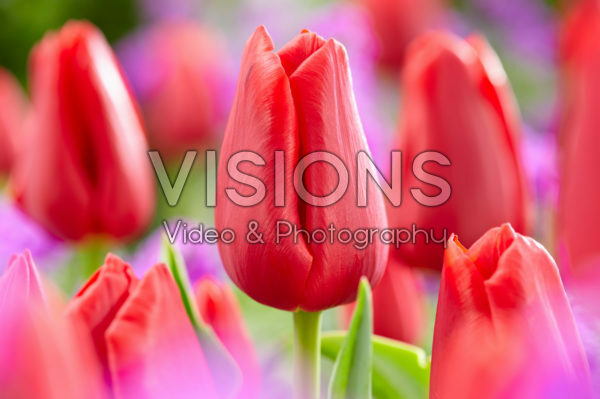 Tulipa Prima Vista Tulipa Prima Vista