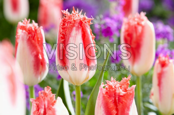 Tulipa Sweet Simone Tulipa Sweet Simone