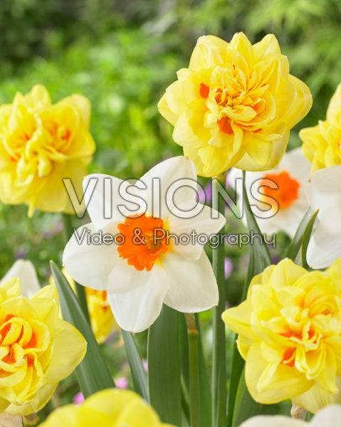 Narcissus Sunny Day, Joyce Spirit Narcissus Sunny Day, Joyce Spirit