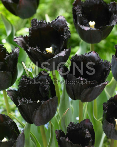 Tulipa Fringed Black Tulipa Fringed Black