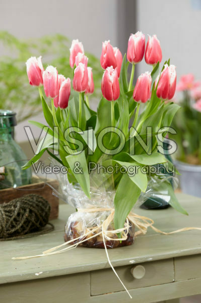 Tulipa Canasta bulb bouquet Tulipa Canasta bulb bouquet