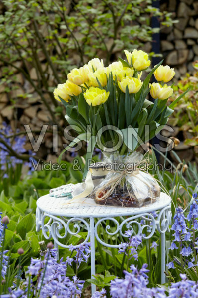 Tulipa Foxy Foxtrot bulb bouquet Tulipa Foxy Foxtrot bulb bouquet