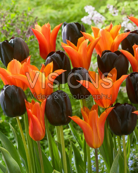 Tulipa Ballerina, Queen of Night Tulipa Ballerina, Queen of Night