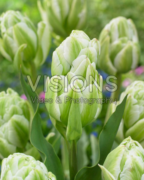 Tulipa Harborlight Tulipa Harborlight