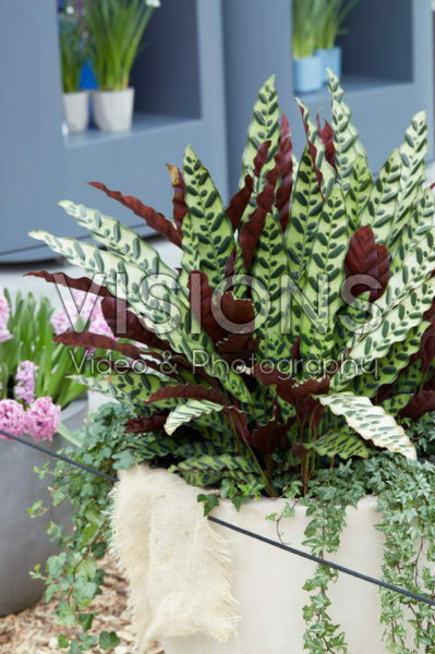 Calathea Insigne Calathea Insigne