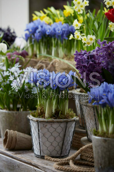 Spring flowers on pot Spring flowers on pot