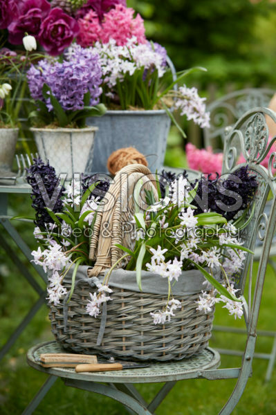 Spring flowers in basket Spring flowers in basket