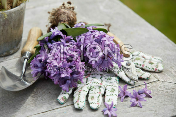 Hyacinthus flowers Hyacinthus flowers