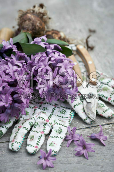Hyacinthus bloemen Hyacinthus bloemen