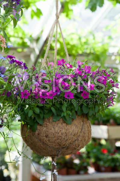 Hanging basket Hanging basket