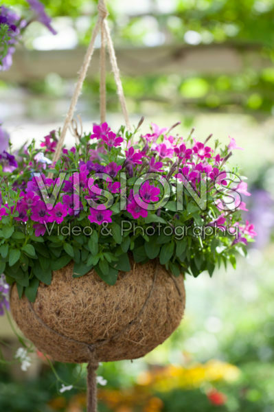 Hanging basket Hanging basket