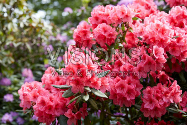 Rhododendron John Coutts Rhododendron John Coutts