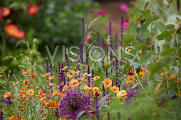 Mixed summer border Mixed summer border
