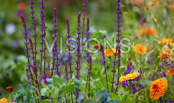 Mixed border Mixed border
