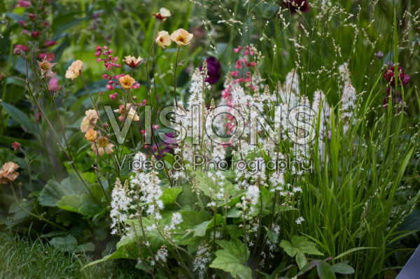 Tiarella Tiarella