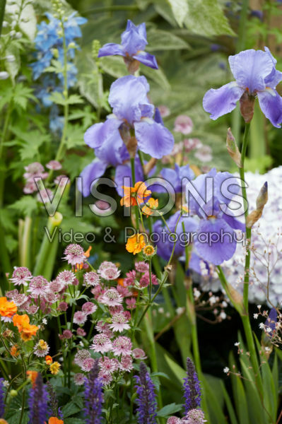Mixed perennials Mixed perennials