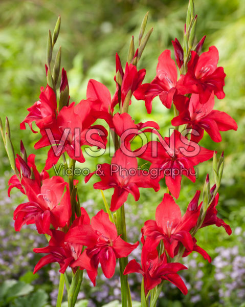 Gladiolus ramosus Robinetta Gladiolus ramosus Robinetta