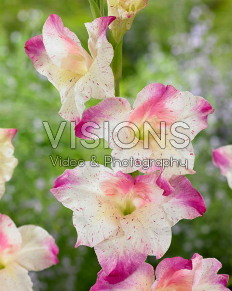 Gladiolus colvillii Frozen Sparks Gladiolus colvillii Frozen Sparks