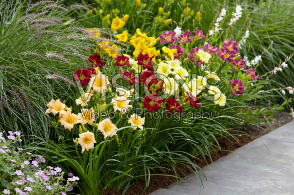 Hemerocallis border mixed Hemerocallis border mixed