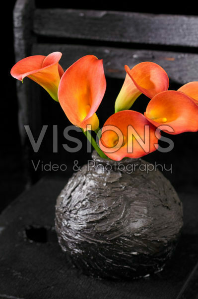 Zantedeschia in vase Zantedeschia in vase