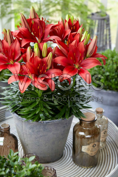 Lilium Latin Joy Lilium Latin Joy