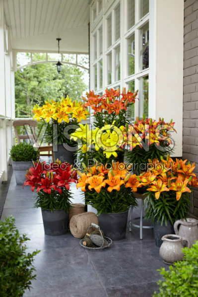 Lilium Fall Joy collection Lilium Fall Joy collection