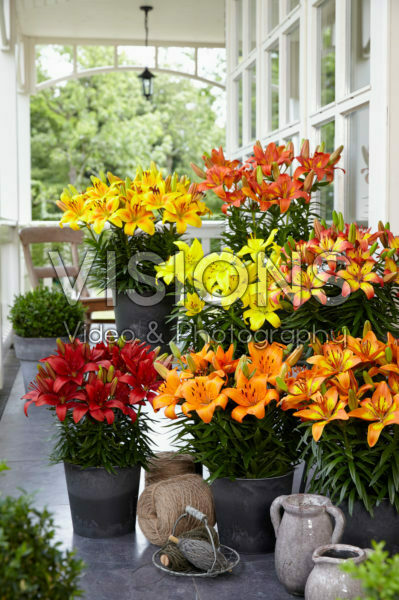 Lilium Fall Joy collection Lilium Fall Joy collection