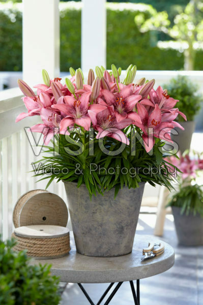 Lilium Century Joy Lilium Century Joy